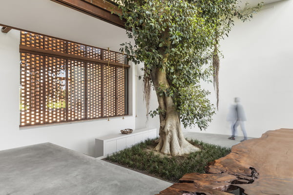 Cây sung cao 10 m mọc giữa nhà